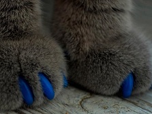 Мягкие коготки для кошек