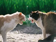 Fighting cats