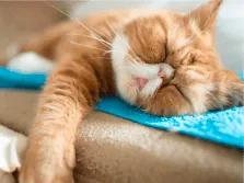 cat3 Кот