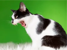 cat4 Кот