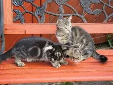 cats-192074_1280