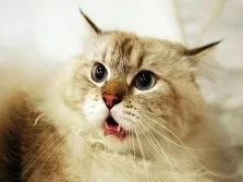 koshka_prosit_kota_posle_vyazki