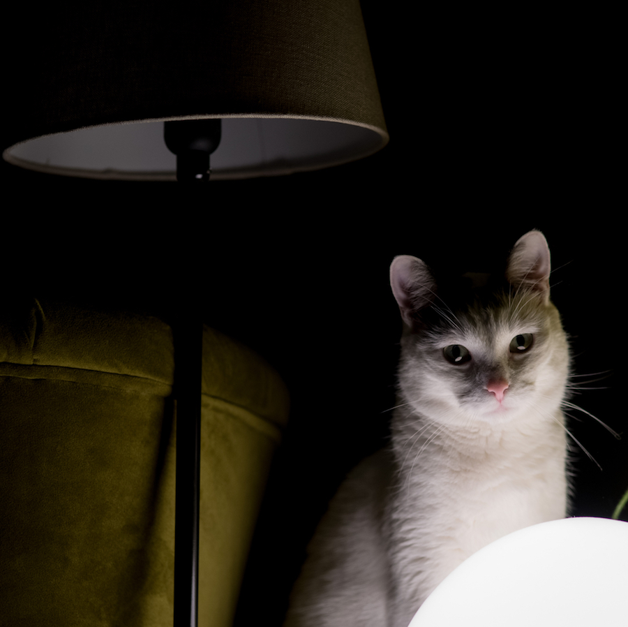 почему коты орут по ночам в квартире без причины