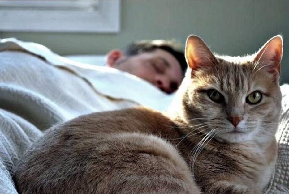 Почему кошки спят в ногах у хозяина? Основные причины
