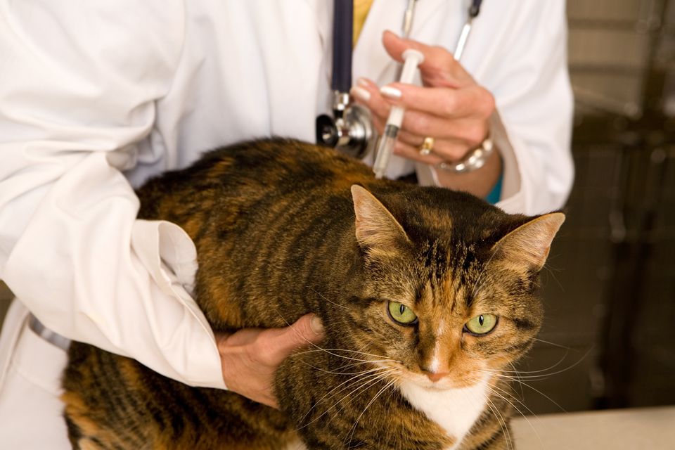Какие прививки нужно делать котятам в разных возрастах