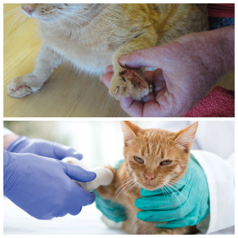 Лечение гнойных ран у кошек