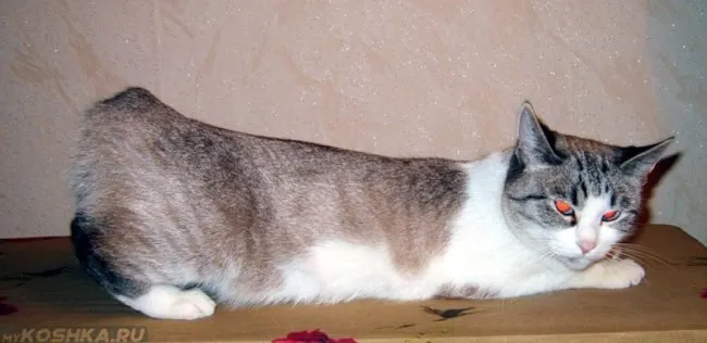 кошка продолжает просить кота после вязки кошка просит кота после вязки