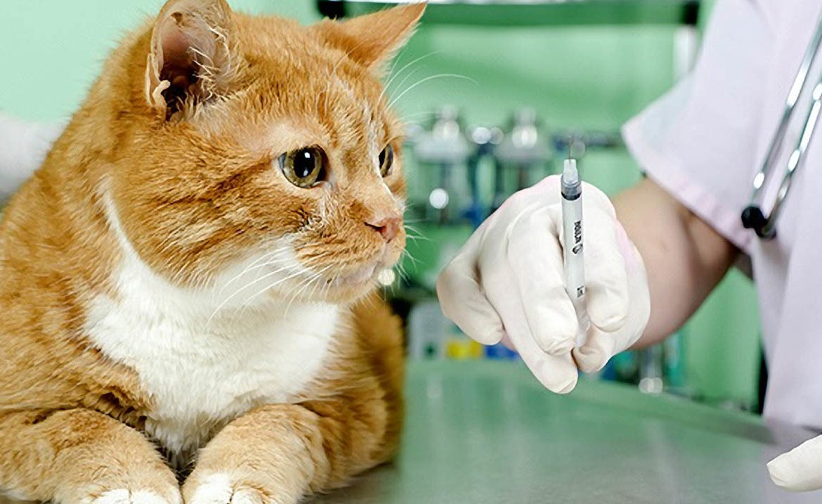Добромед прививка от коронавируса у кошек
