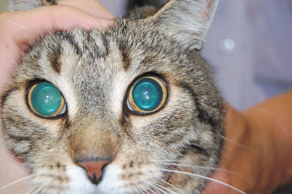 Расширены зрачки у кошки заболевание глаз