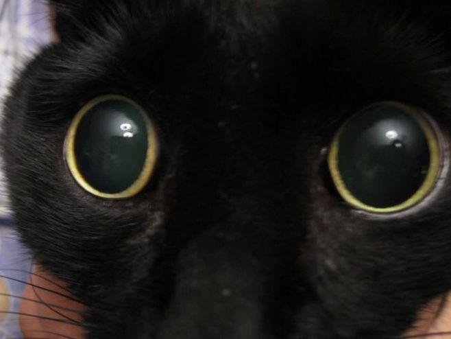 почему у кошки расширены зрачки