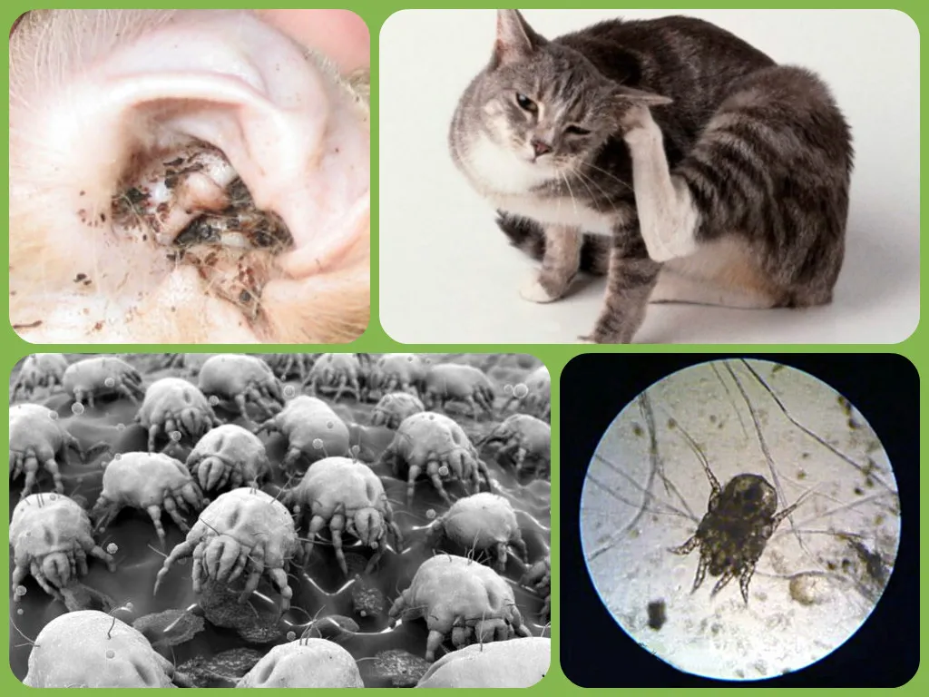 ушной клещ у кошек чем лечить ушной клещ у кошек как лечить