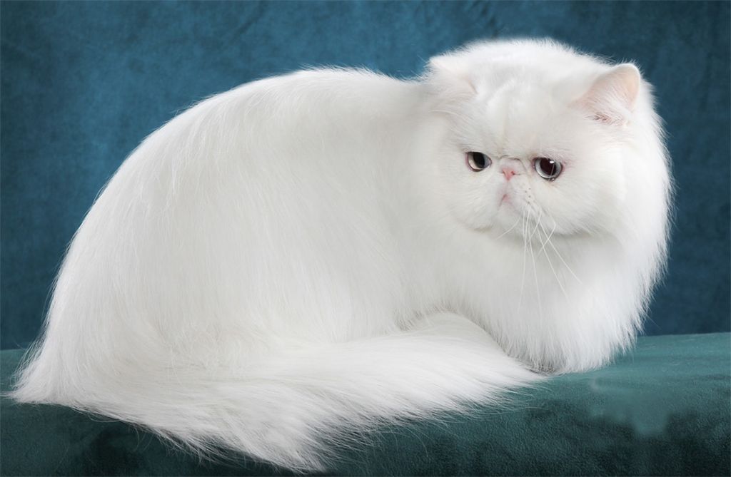 Порода персидские кошки: описание, питание, характер, болезни