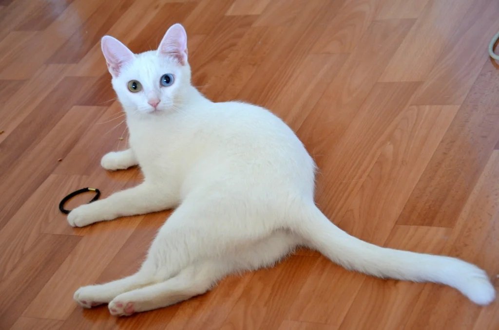 Анатолийская кошка, турецкая