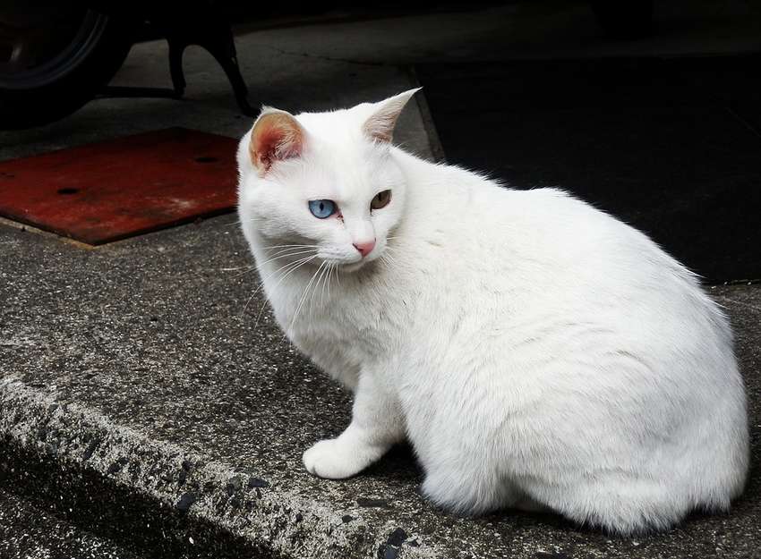 Анатолийская кошка белая