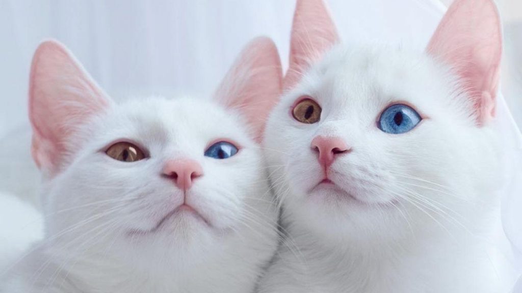 Породы белых кошек, породы кошек с белыми глазами