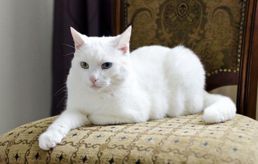 порода кошек русская белая фото