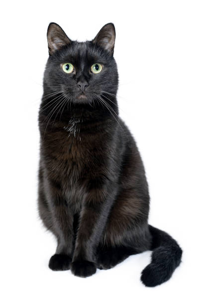 Самые необычные породы черных кошек - ТОП пород черных кошек