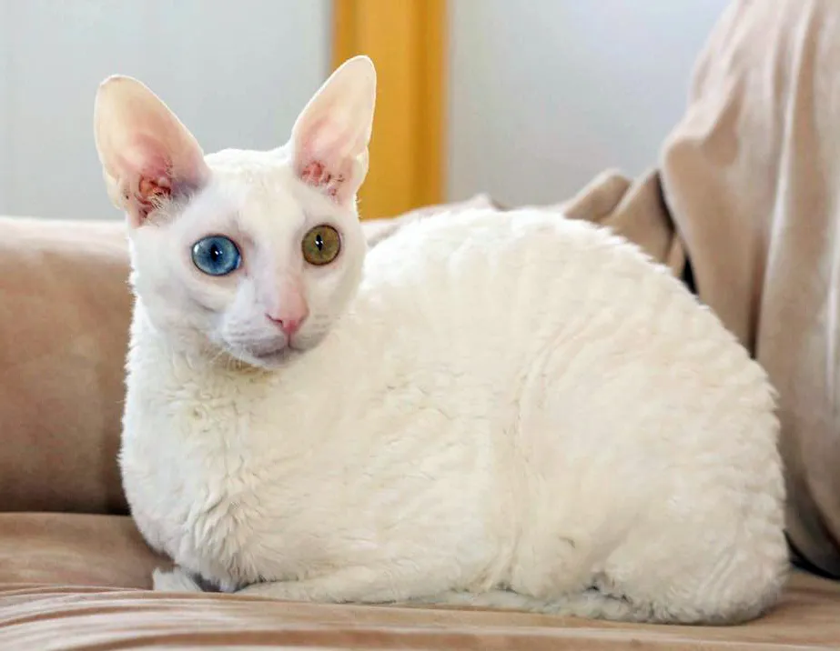 рексы-кошки