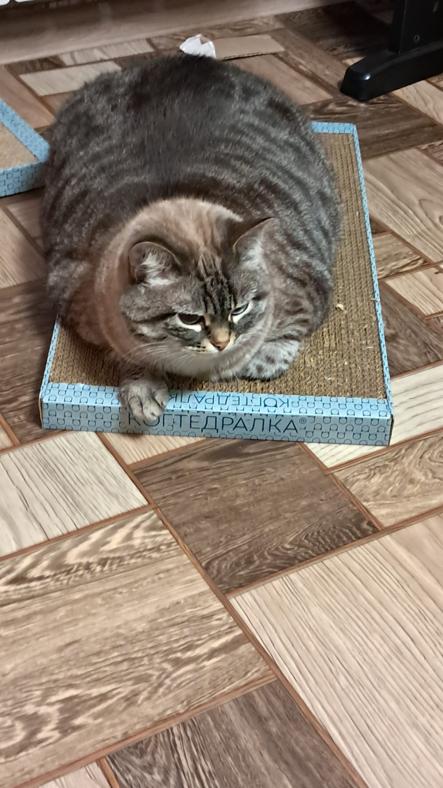 Татьяна, Пермский край, г. Пермь