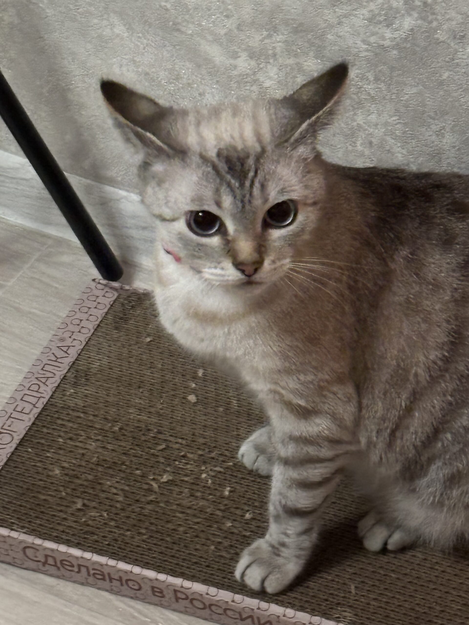 Зульфия, Уфа