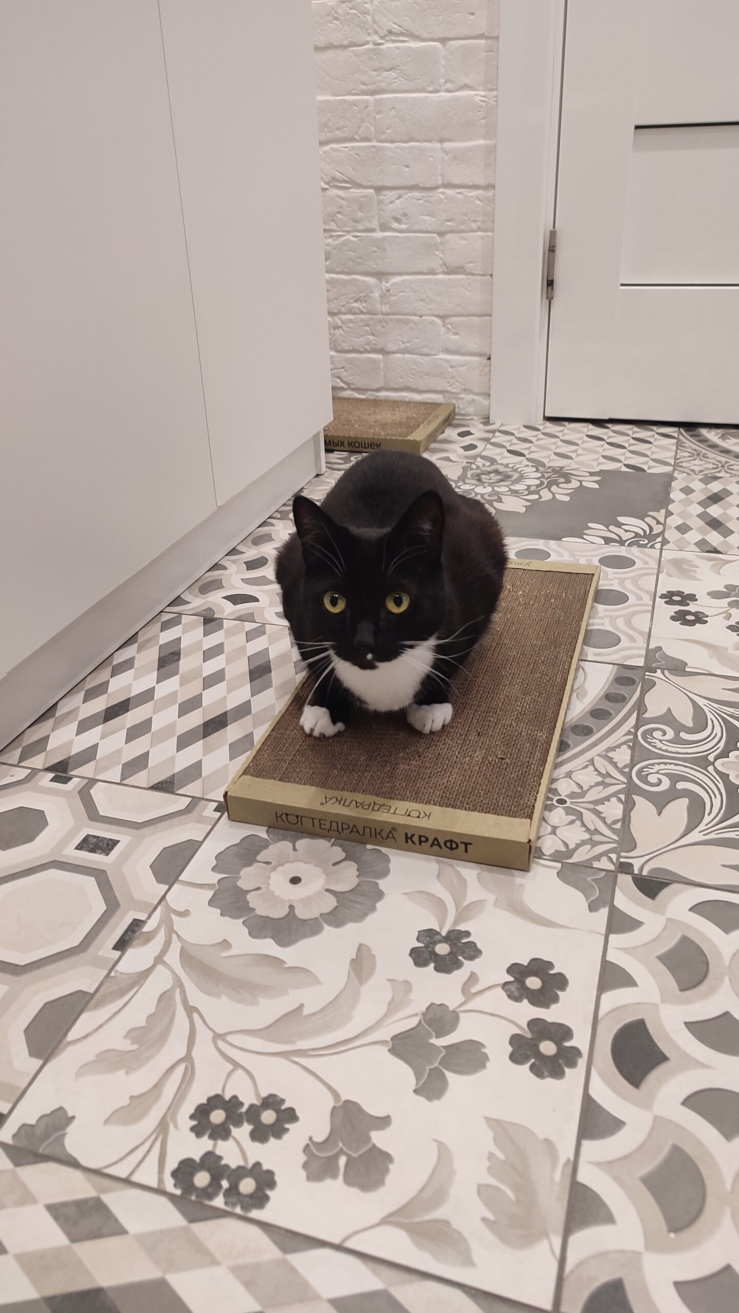 Дарина, Вологда