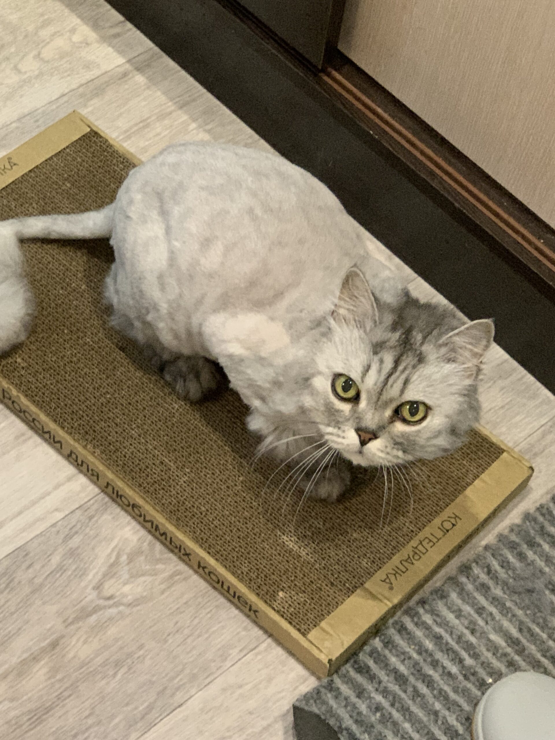 Дарья, Тамбов