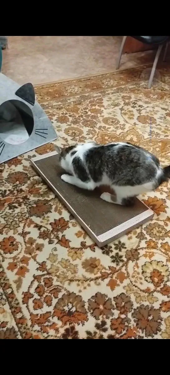 Screenshot_20260303_092041_com.huawei.himovie.overseas