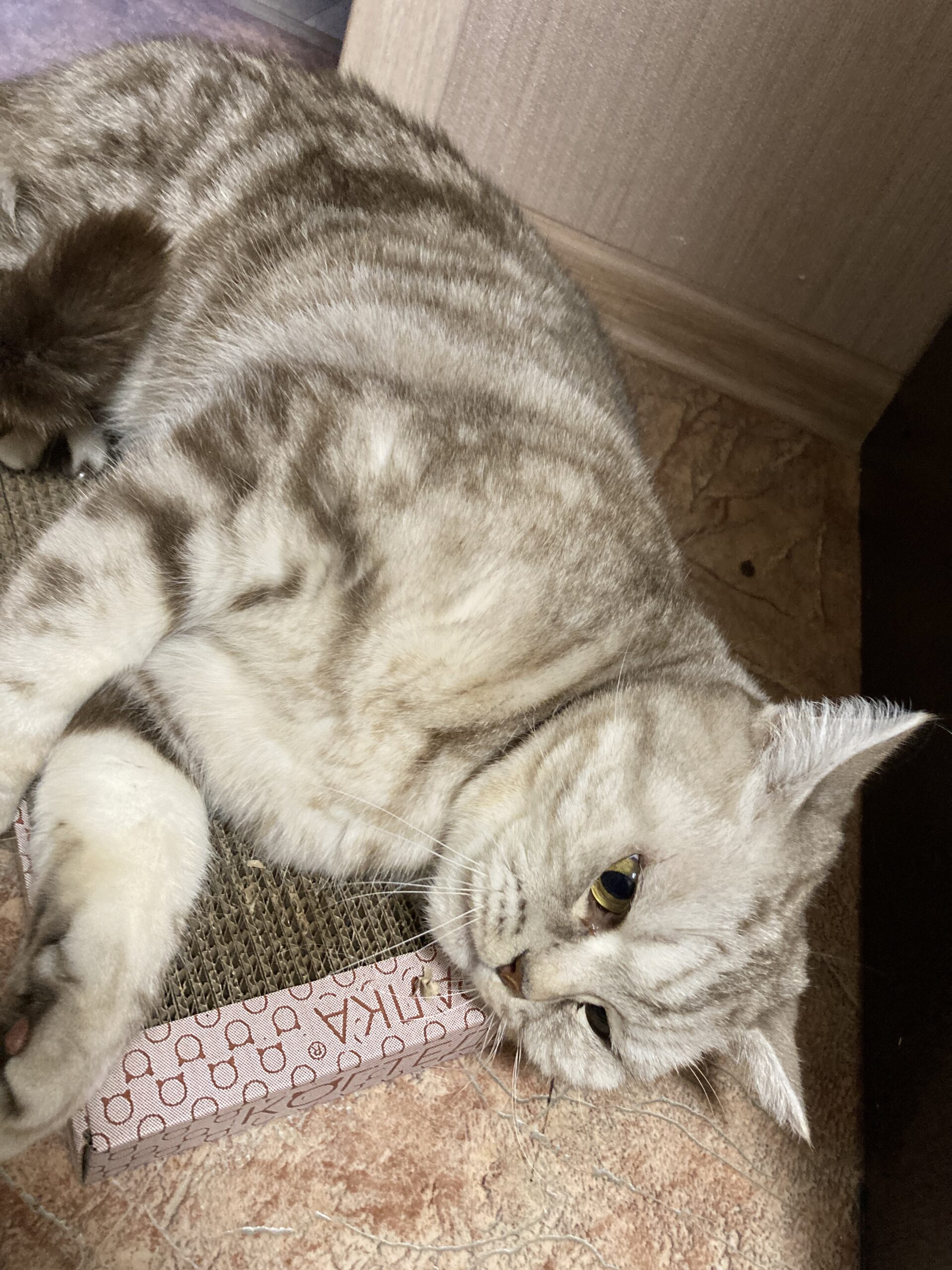 Галия, Чистополь